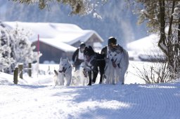 Lenk 2013
